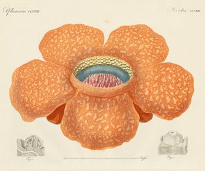 La flor más grande de todas las conocidas