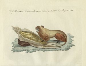 El mono león de German School