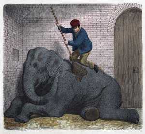 El aseo matutino del elefante Lilli. En “Wenn Jemand eine Reise thut, so kann er was erzahlen”, cuento alemán de Franz Wiedemann.