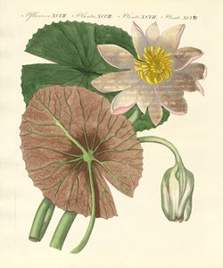 La verdadera planta de loto de German School