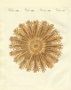 El erizo de mar en forma de estrella de German School