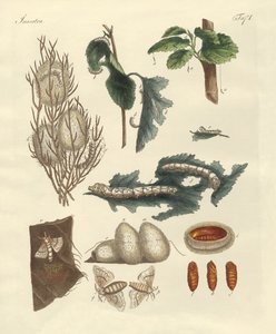 El gusano de seda de German School