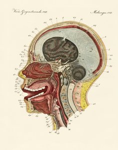 El órgano del olfato o la nariz humana