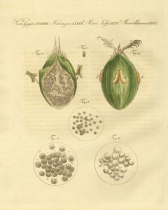 La ustilaginomycotina del trigo de German School