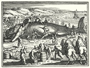 La ballena de Antorf