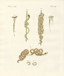 Las náyades serpenteantes