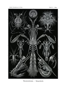 Thoracostraca de German School