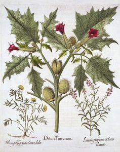 Estramonio, germander y linaria púrpura, de Hortus Eystettensis, por Basil Besler, pub. 1613