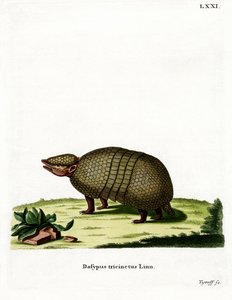Armadillo de tres bandas