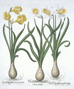 Tres Pseudo-Narcisos, de Hortus Eystettensis por Basil Besler (1561-1629) publicado en 1613 de German School