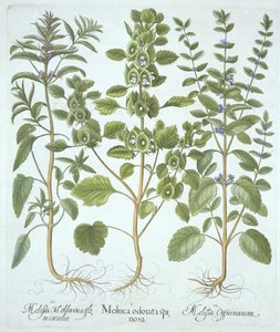 Tres tipos de Bálsamo, de Hortus Eystettensis, por Basil Besler (1561-1629), pub. 1613 de German School