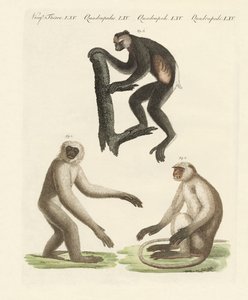 Tres tipos de monos de German School