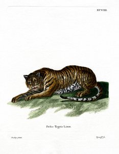 Tigre de German School