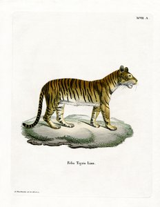 Tigre de German School
