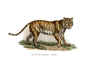 Tigre de German School