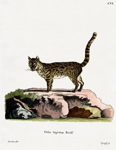 Gato Tigre
