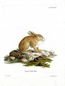 Liebre tolai