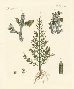 Plantas comerciales y medicinales