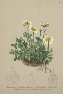 Ranúnculo de Traunfellners (Ranunculus Traunfellneri)