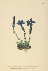 Genciana de Triglav (Gentiana terglouensis, Gentiana imbricata)