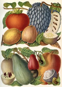 Frutas tropicales, del 
