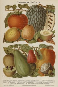 Frutas tropicales de German School