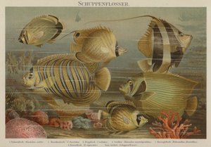 Peces del mar tropical de German School