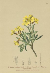 Alhelí enano (Erysimum pumilum, Erysimum alpinum) de German School