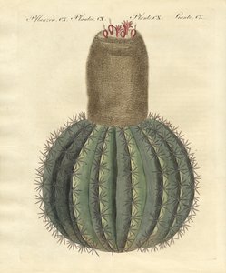 Cactus de gorro turco de German School