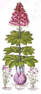 Lirio de Capuchón Turco y Clavel, de Hortus Eystettensis, por Basil Besler, pub. 1613 de German School