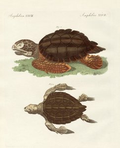 Tortugas de tamaño fenomenal de German School