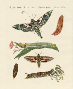Mariposa crepuscular de German School