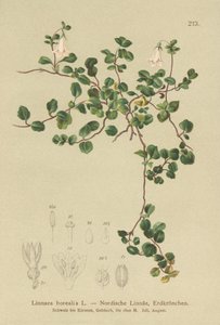 Flor gemela (Linnaea borealis) de German School