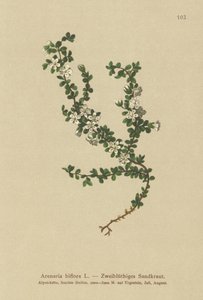 Sandwort de dos flores