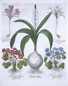 Dos Crocus, dos Hepáticas y una Scilla, de Hortus Eystettensis por Basil Besler (1561-1629) publicado en 1613 de German School