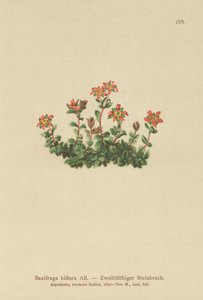 Saxífraga de dos flores (Saxifraga biflora) de German School