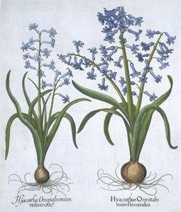 Dos Jacintos Azules, de Hortus Eystettensis por Basil Besler (1561-1629) publicado en 1613 de German School