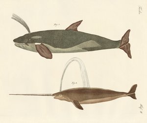 Dos tipos de ballenas