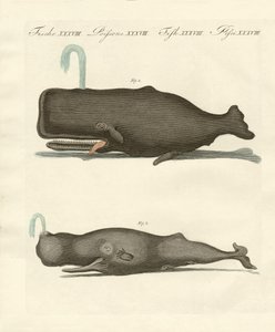 Dos tipos extraños de ballenas de German School