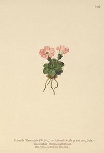 Primavera tirolesa (Primula tyrolensis, Primula Tirolensis, Primula Allionii)