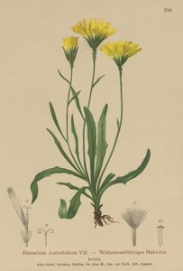 Polígala de hojas de estatice (Hieracium staticefolium, Hieracium staticifolium, Tolpis staticifolia, Chlorocrepis staticifolium, Chlorocrepis staticifolia)