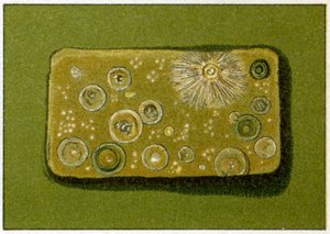 Niveles insalubres de bacterias en el agua potable, c.1890 de German School