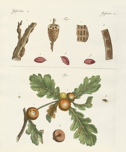 Insectos útiles