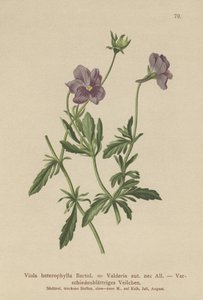 Violeta de Valderia de German School
