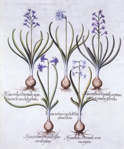 Variedades de jacinto con bulbo, de Hortus Eystettensis, por Basil Besler, pub. 1613 de German School