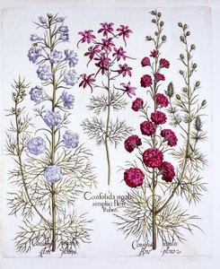 Variedades de Espuela de Caballero, de Hortus Eystettensis, por Basil Besler, pub. 1613 de German School