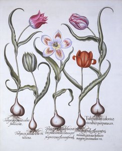 Variedades de Tulipán, de Hortus Eystettensis, por Basil Besler, pub. 1613 de German School
