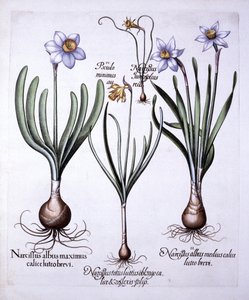 Varios Narcisos, de Hortus Eystettensis, por Basil Besler, pub. 1613 de German School