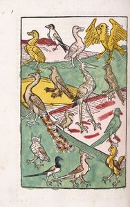 Varias especies de aves en un paisaje, 1499 de German School