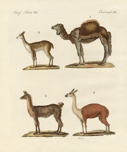 Varios camellos